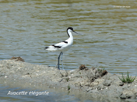 Avocette Elegante _0902.jpg